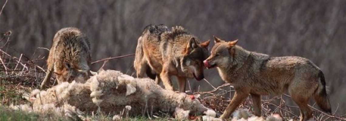 loup-mouton
