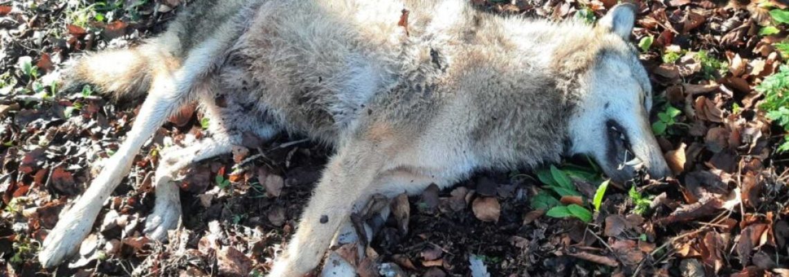 loup-percute