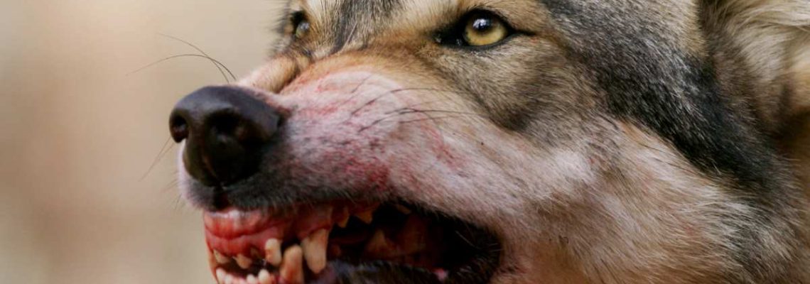 loup