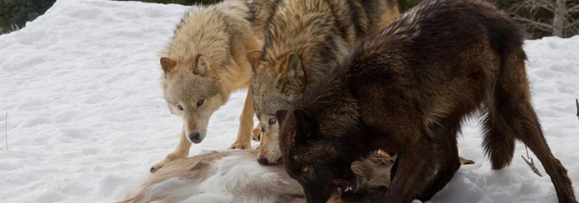 loup