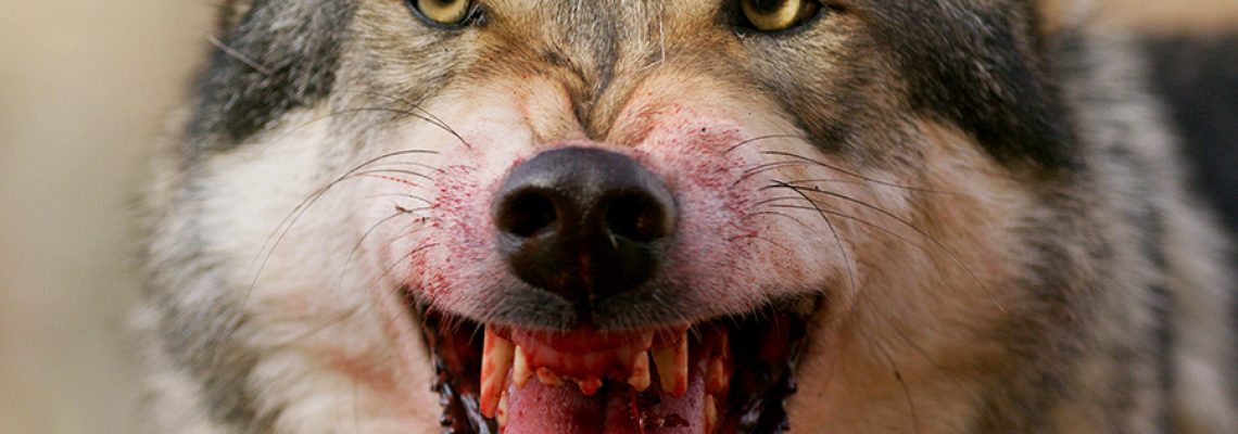 loup sang