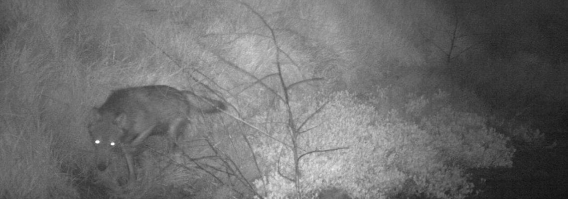 loup-vendee