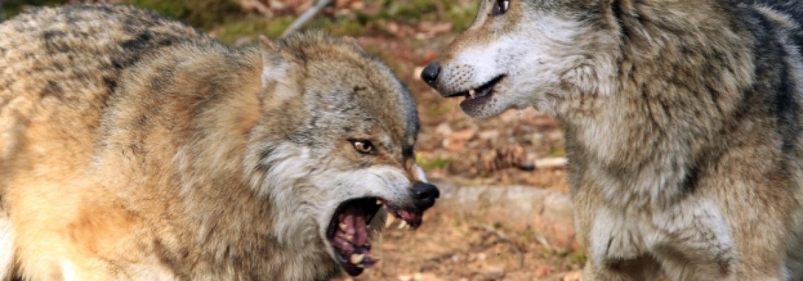 loups-meurthe-moselle