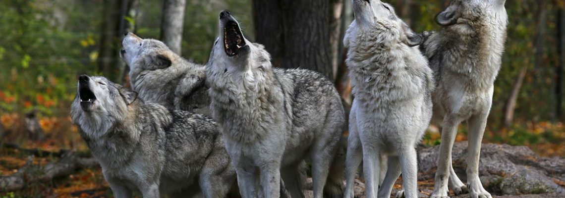 loups