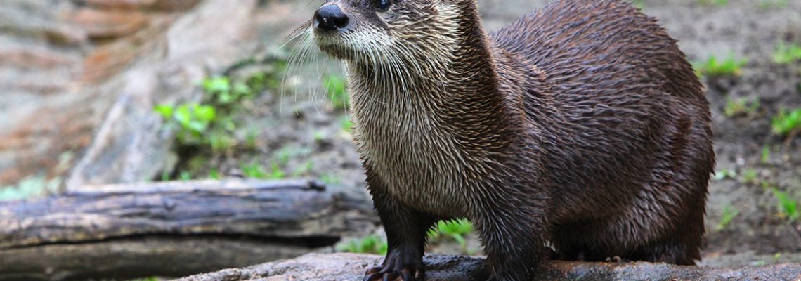 loutre-angleterre