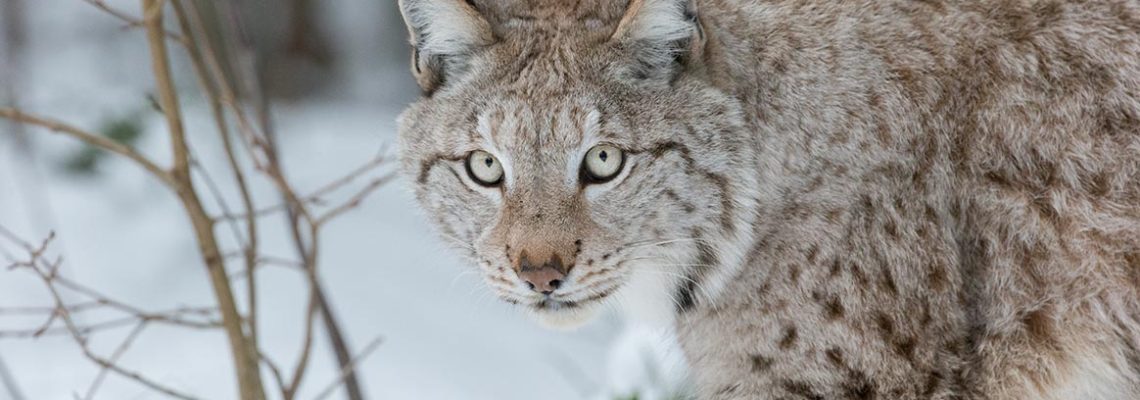 lynx-doubs