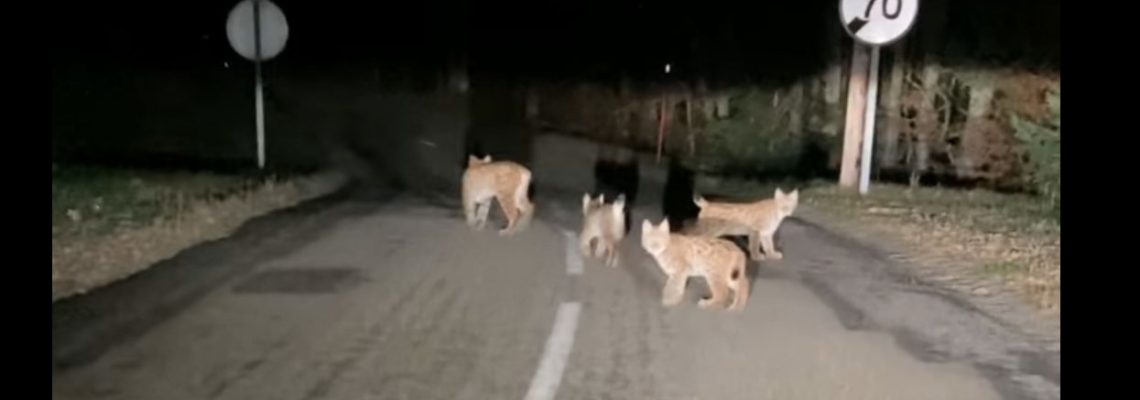 lynx