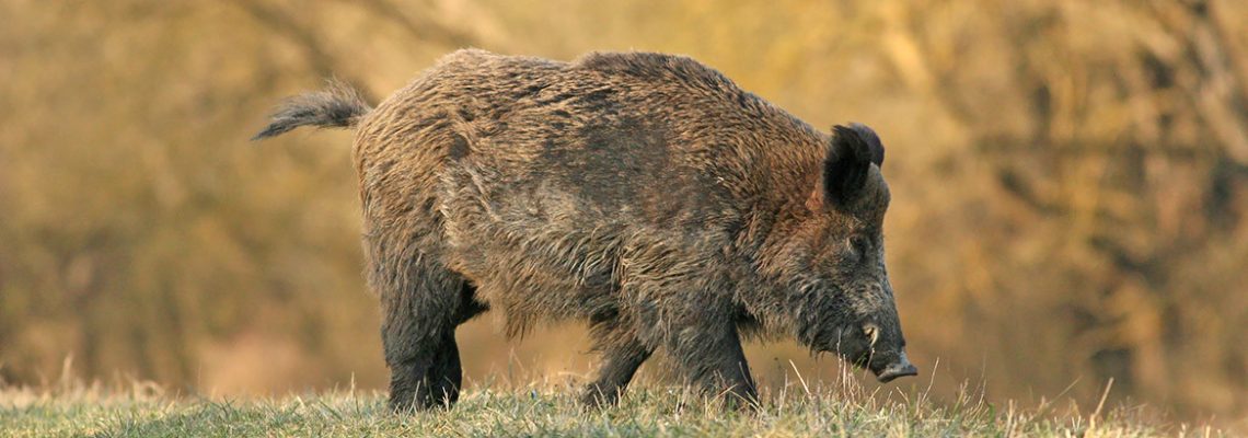 Maladie d’Aujeszky, un cas signalé dans le cher