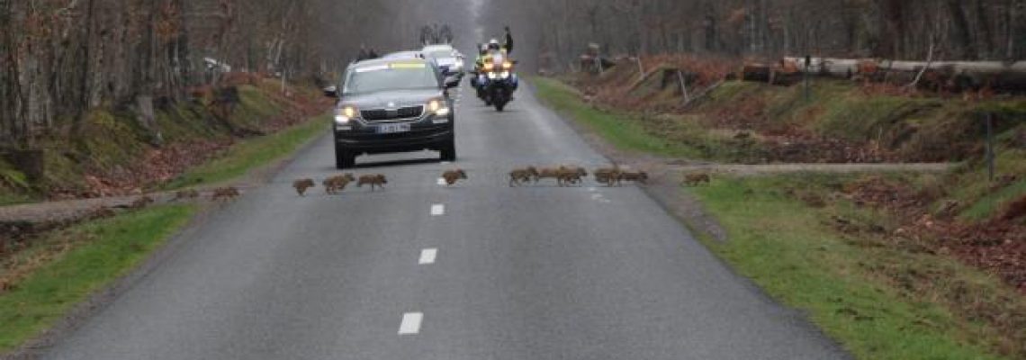 marcassin-tour-normandie