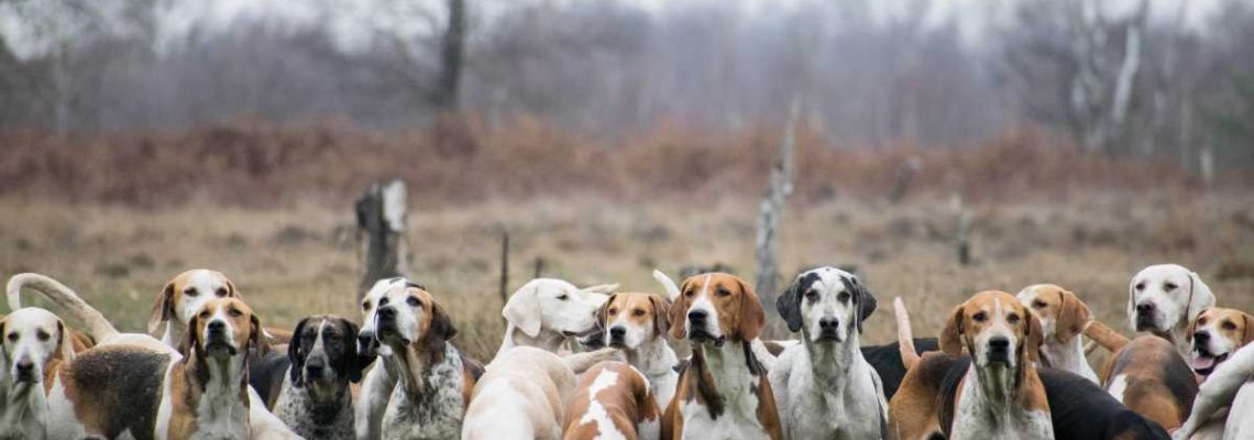 meute-chien