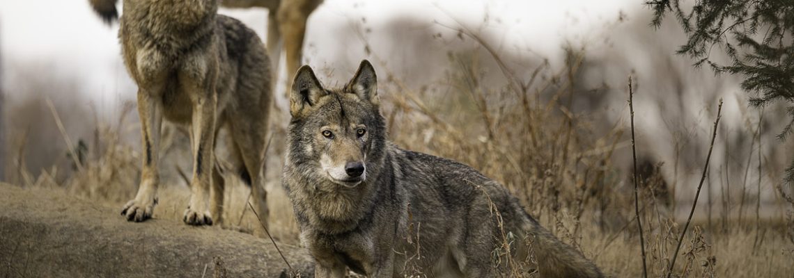 meute-loup