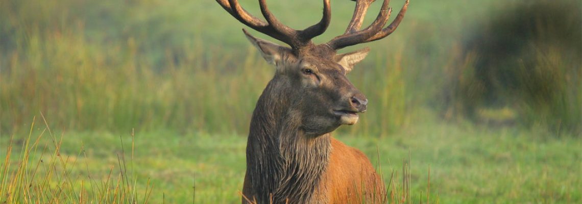 Alerte info : signaux anormaux de mortalité de cerf élaphe