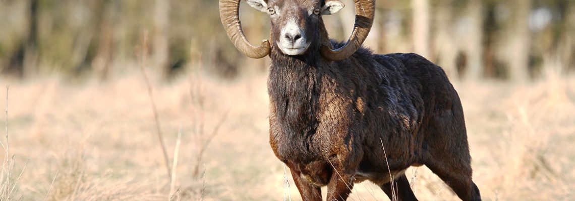 Le mouflon