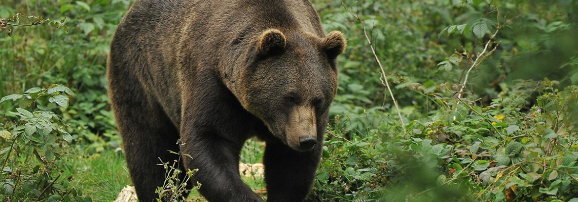ours-attaque-brebis-espagne