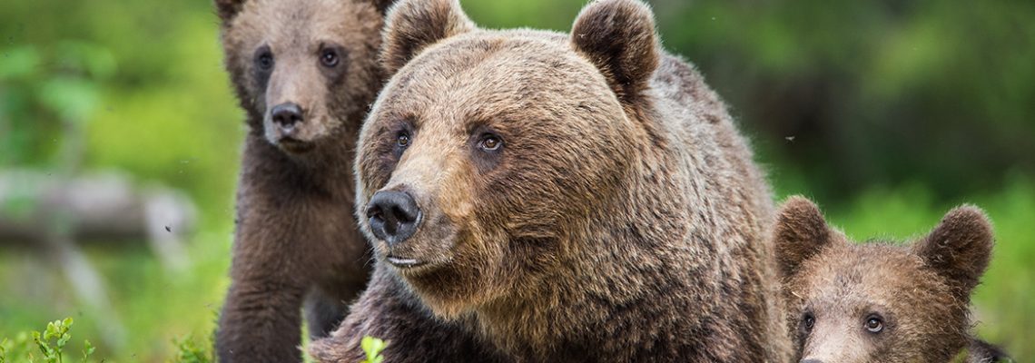 ours-attaque