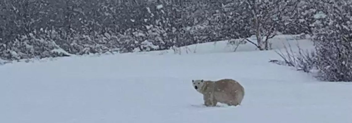 ours-blanc