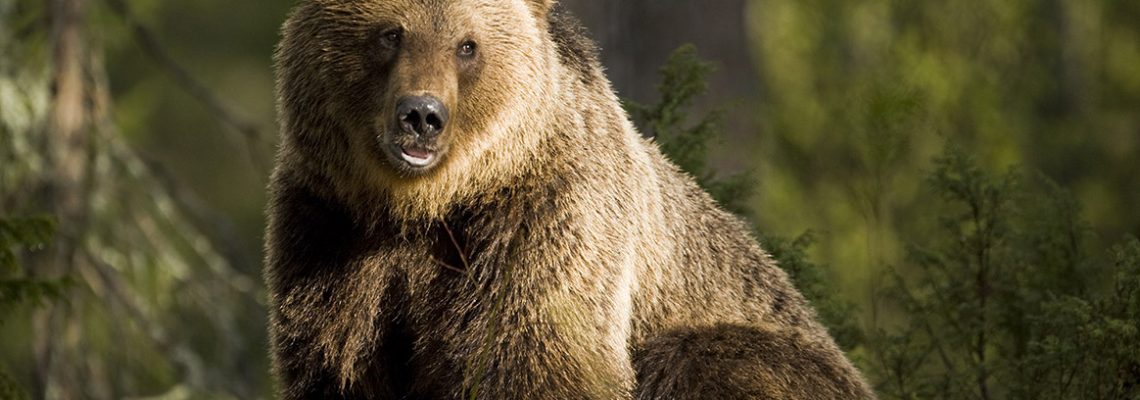 ours-brun-attaque-mort-roumanie