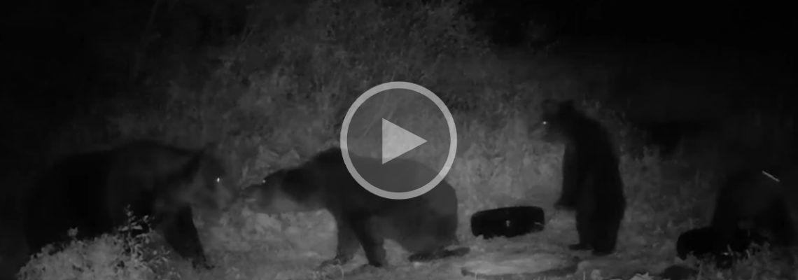 ours défend ses oursons