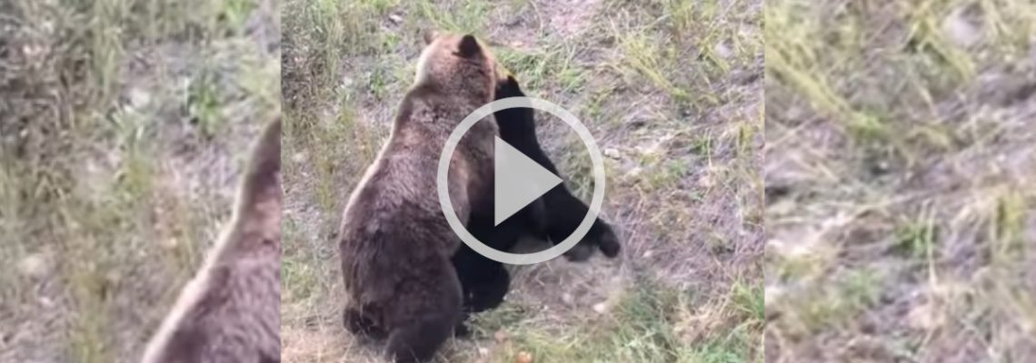 ours noir vs grizzly