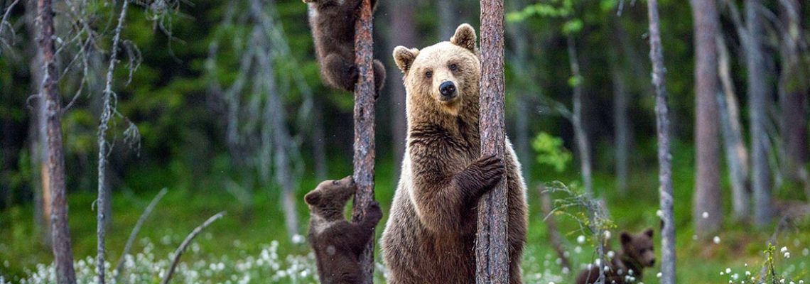 ours