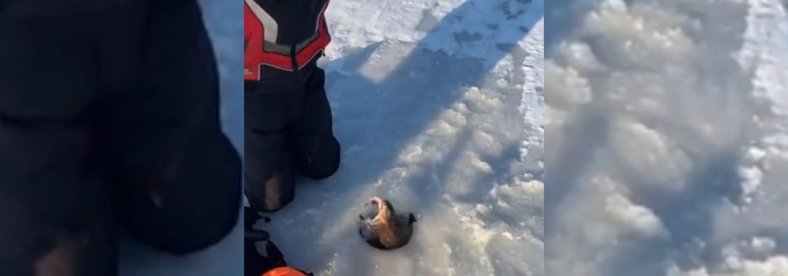 pêche au rat musqué