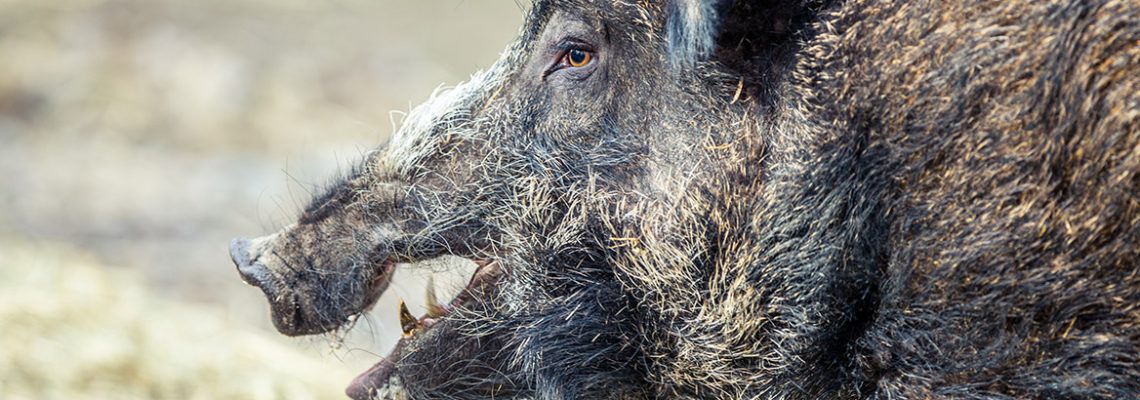 peste-porcine-africaine-hongrie