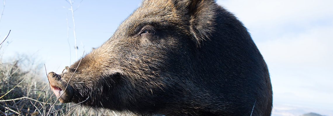 peste-porcine-africaine