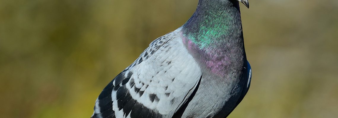 Le pigeon biset
