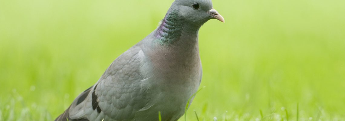 Le pigeon colombin