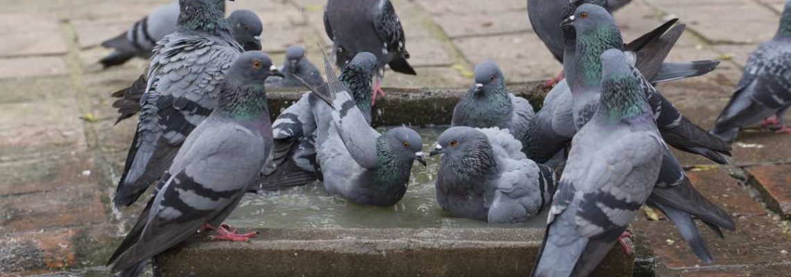 pigeon