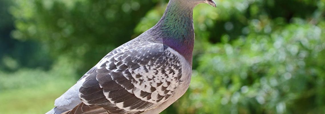 pigeon-voyageur-kim