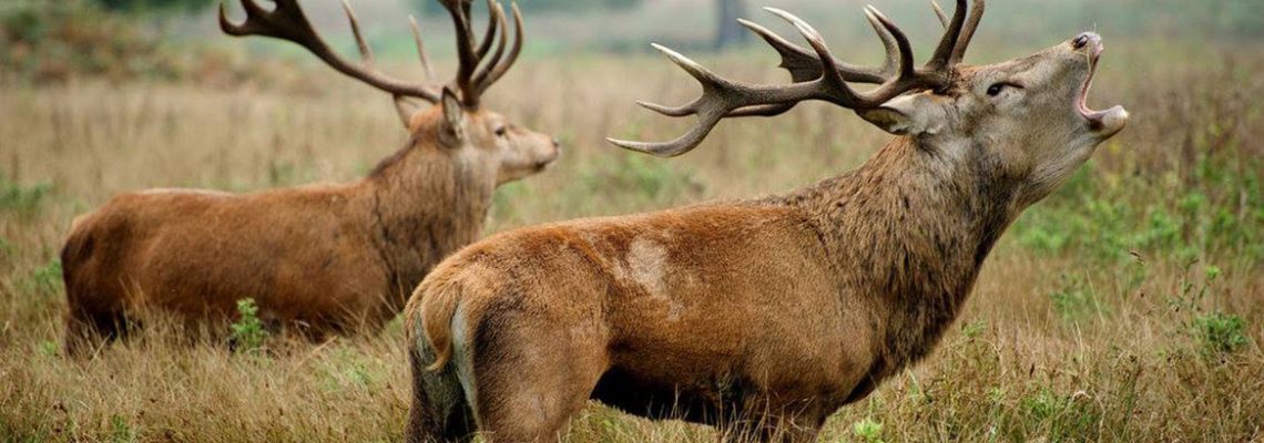 6 à 9 cerfs chassés sur la propriété de Luc Besson dans l'Orne