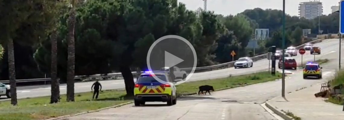 policiers courent après un sanglier en catalogne