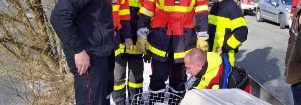 pompiers-chien