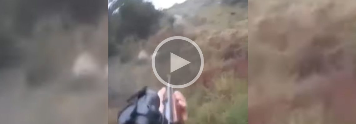 prélèvement d'un sanglier blanc