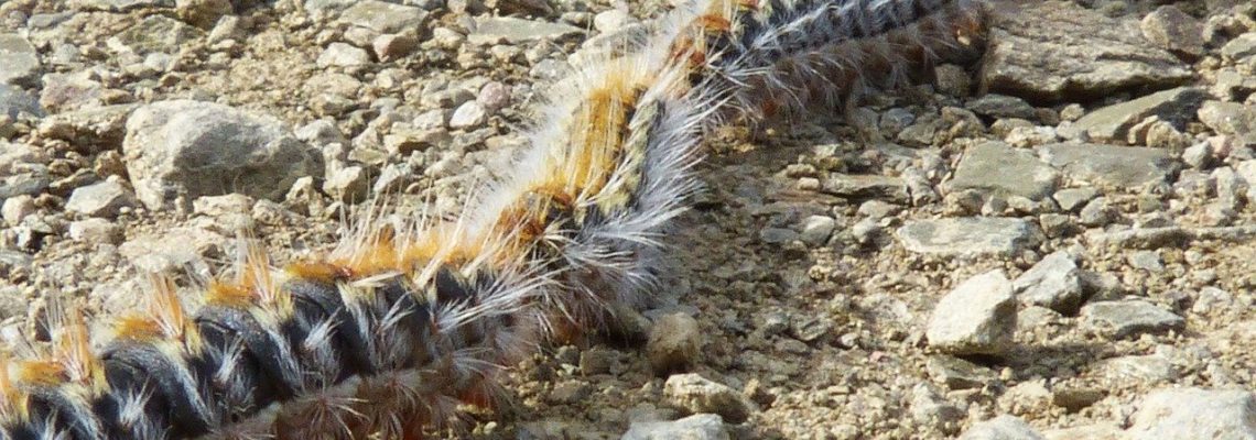 La chenille Processionnaire