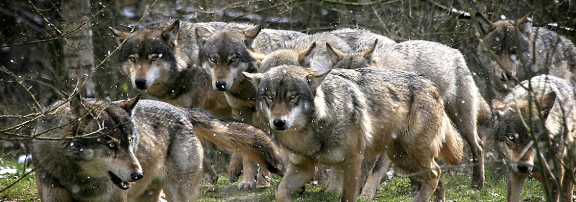 quota-loups-abattre-2020