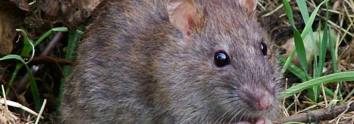rat