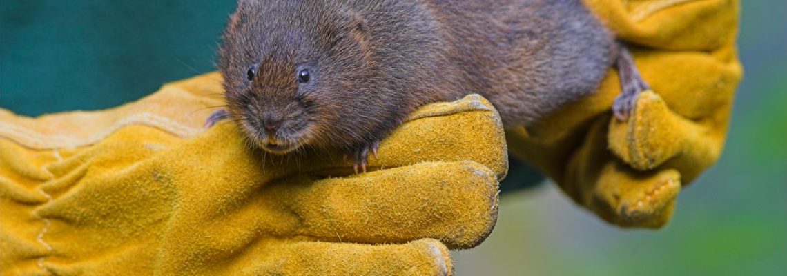 rat taupier2