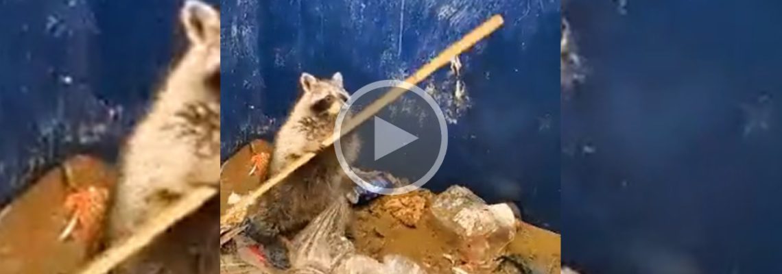 raton laveur qui sort d'une benne en vidéo