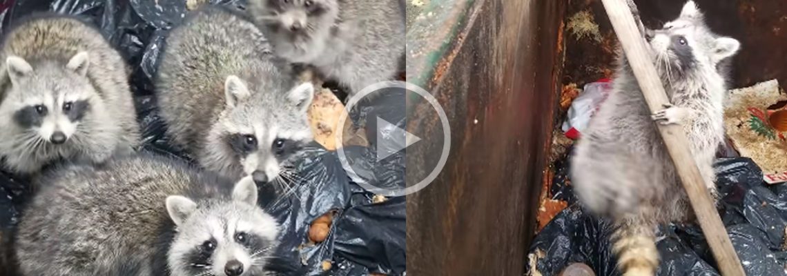 ratons laveurs coincés dans une poubelle