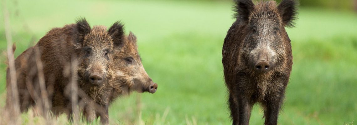 Mayenne : record de sanglier battu