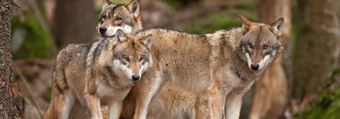 régulation du loup en Suisse-compressed