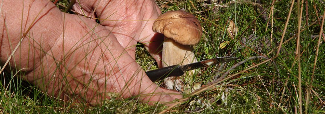 remassage-champignon-amende