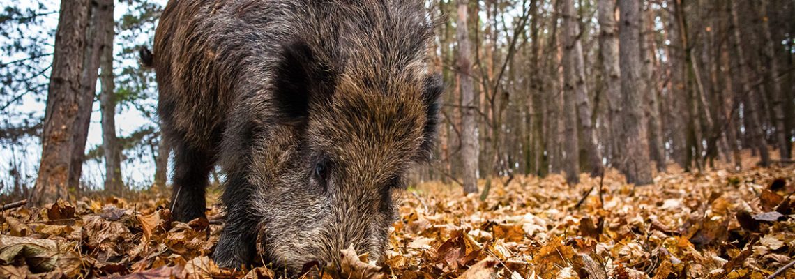 Le sanglier, dernier rempart de la chasse française ?