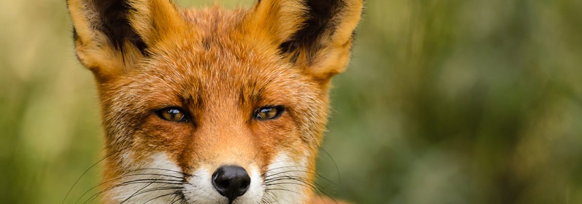 Le renard
