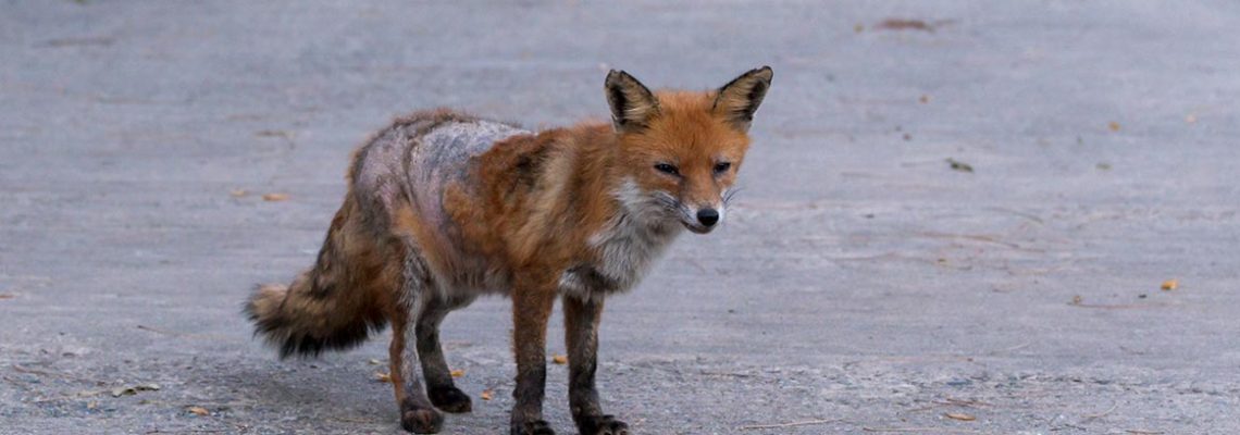 renard-gale