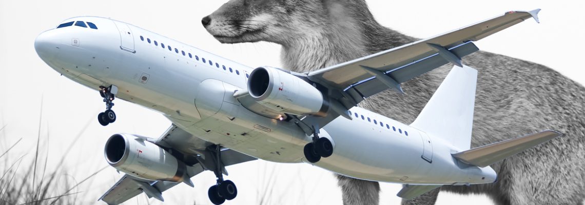 renard-happe-a320