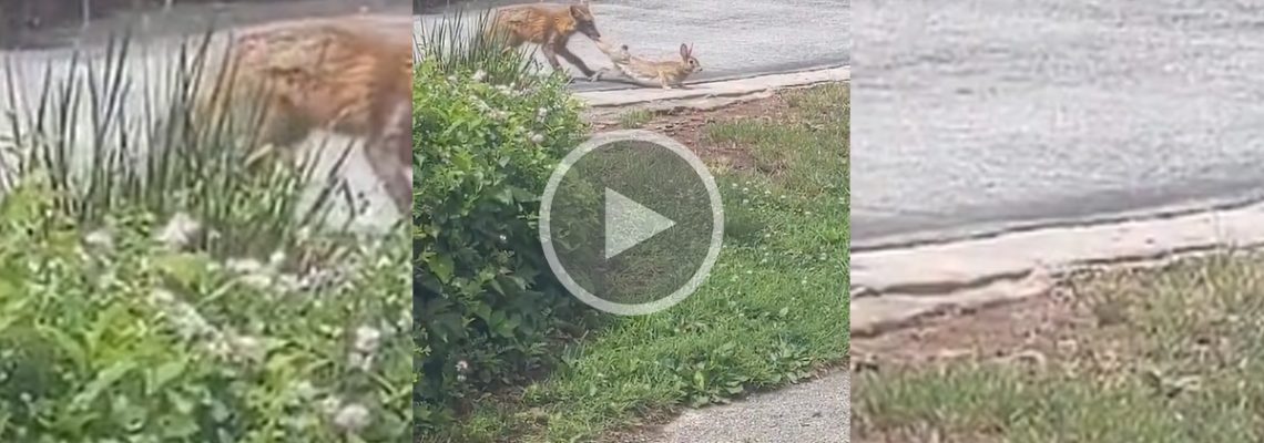 renard tire un lapin par la patte