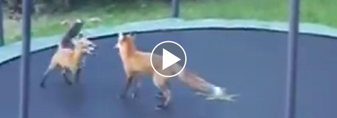 renard-tremplone